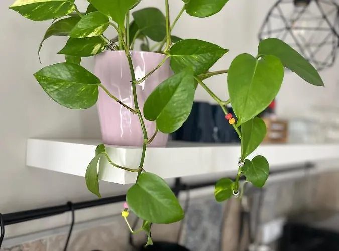 Casa Aguamarina 公寓 科拉雷侯